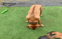 Rhodesian Ridgeback dogs for sale: Rhodesian ridgebacks for sale - Image 24
