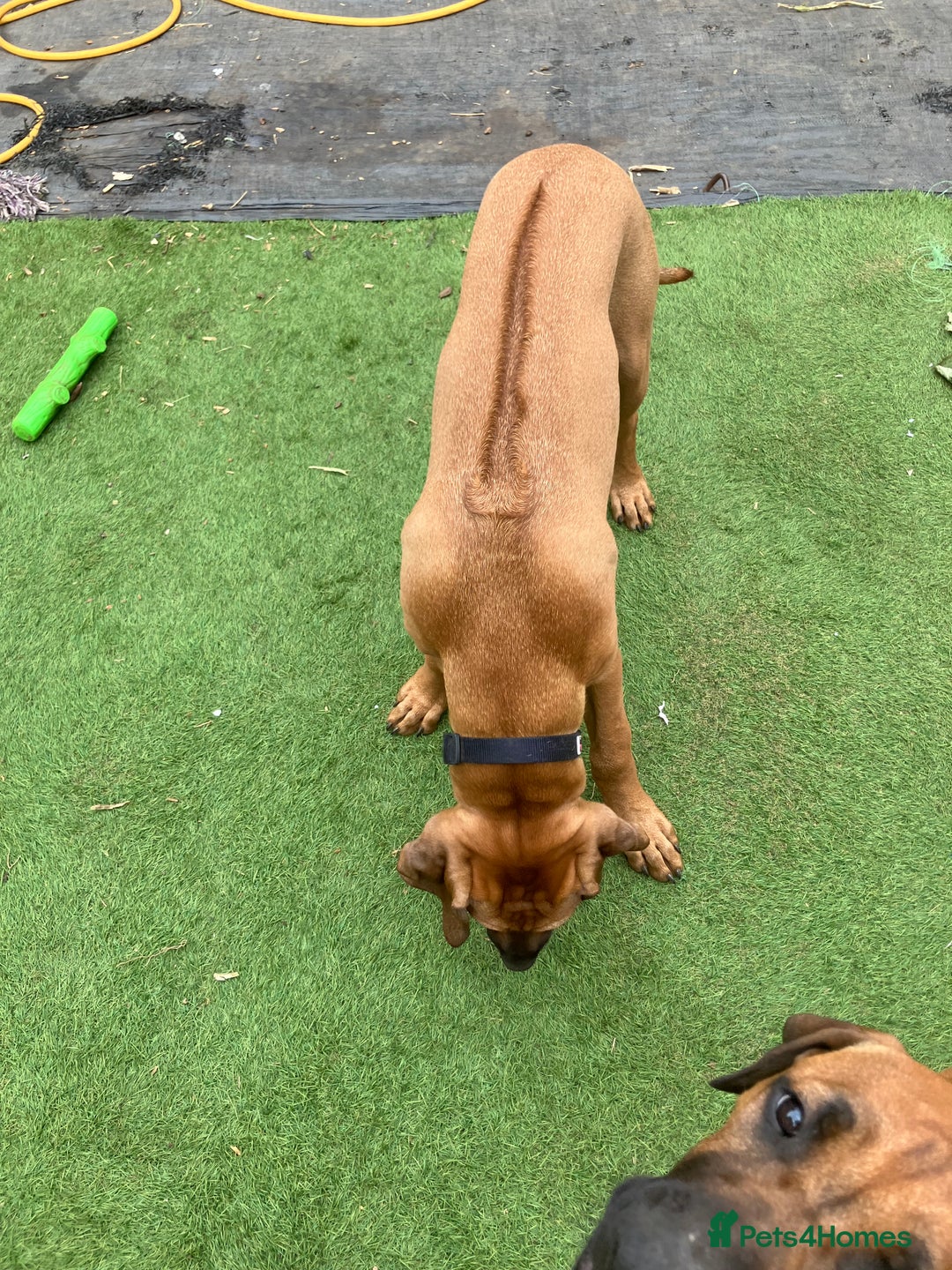 Rhodesian Ridgeback dogs for sale: Rhodesian ridgebacks for sale - Image 24