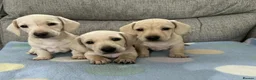 Miniature Dachshund dogs for sale: Beautiful Miniature Puppies in Portsmouth - Advert 1