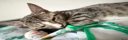 Mixed Breed cats for sale: Friendly Female Kittens Looking for forever homes in Tetbury - Advert 7
