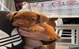 Mixed Breed dogs for sale: Dogue de bordeaux cross spaniel - Image 5