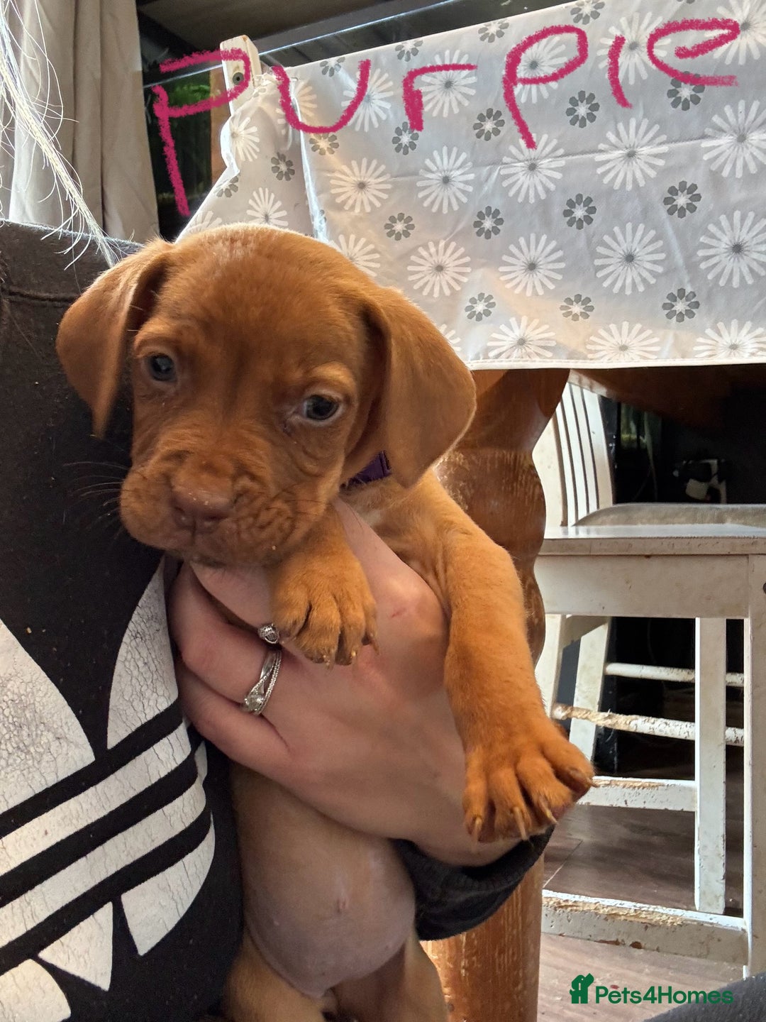 Mixed Breed dogs for sale: Dogue de bordeaux cross spaniel - Image 5