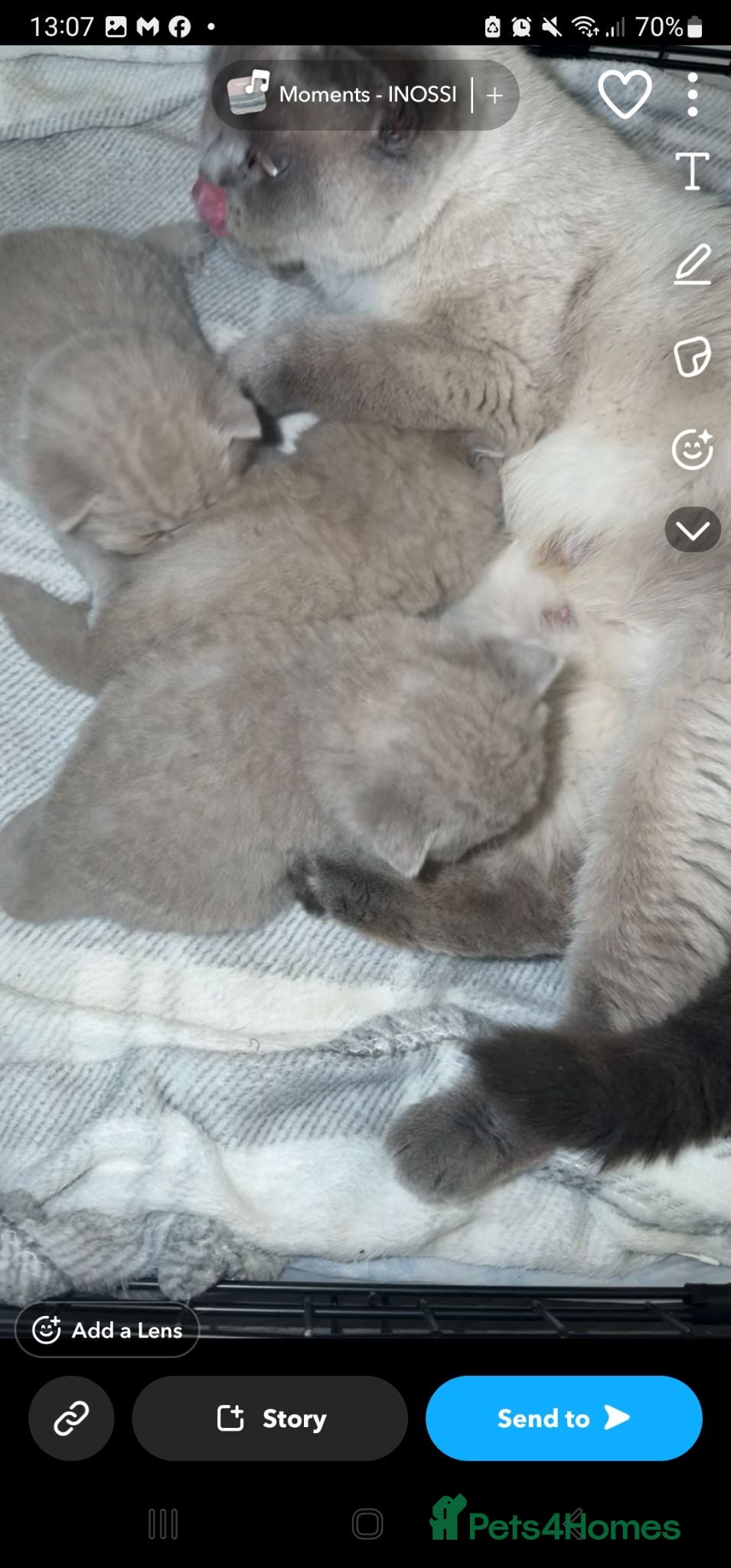British Shorthair cats Cream bsh - Advert 3