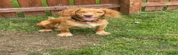 Cocker Spaniel dogs for sale: 11 month old cocker spaniel bitch in Durham - Advert 1