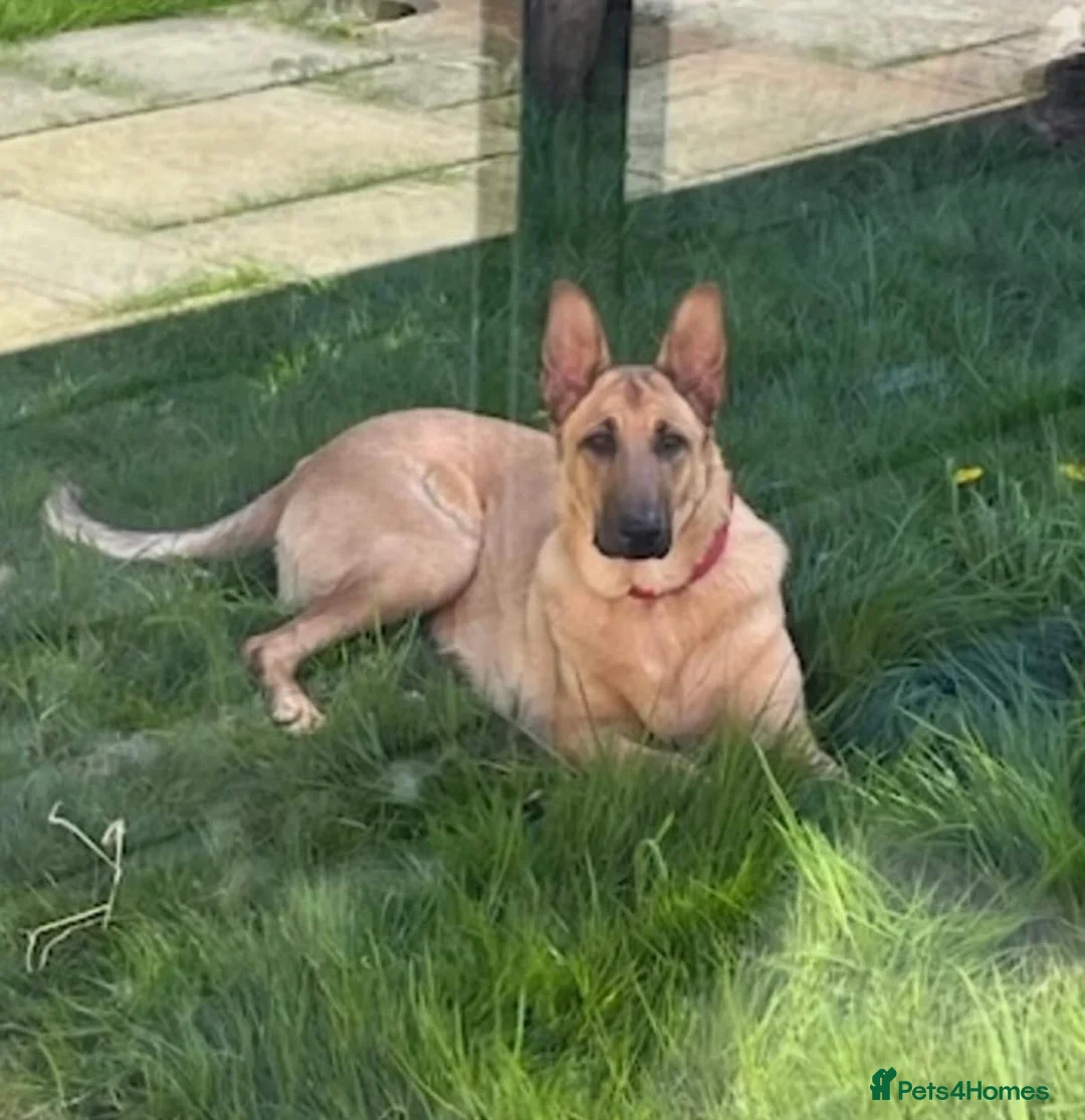 Mixed Breed dogs for sale: German Shepard cross looking for forever home  - Advert 1