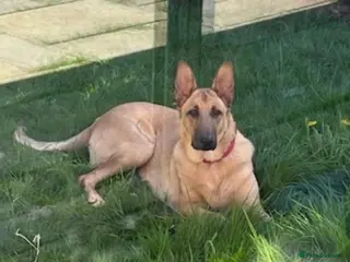 Mixed Breed dogs German Shepard cross looking for forever home - Advert 5