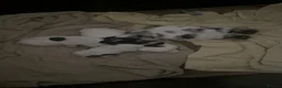 Mixed Breed dogs for sale: Sealyham terrier x Jack Russel pups  - Advert 8