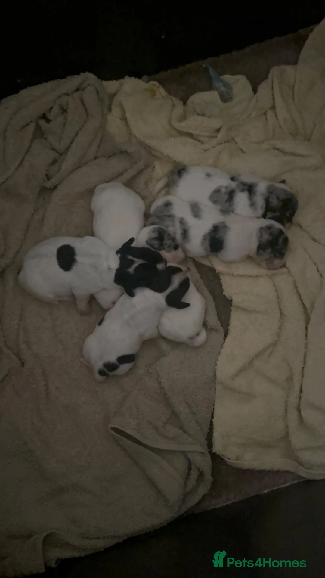 Mixed Breed dogs for sale: Sealyham terrier x Jack Russel pups  - Advert 8