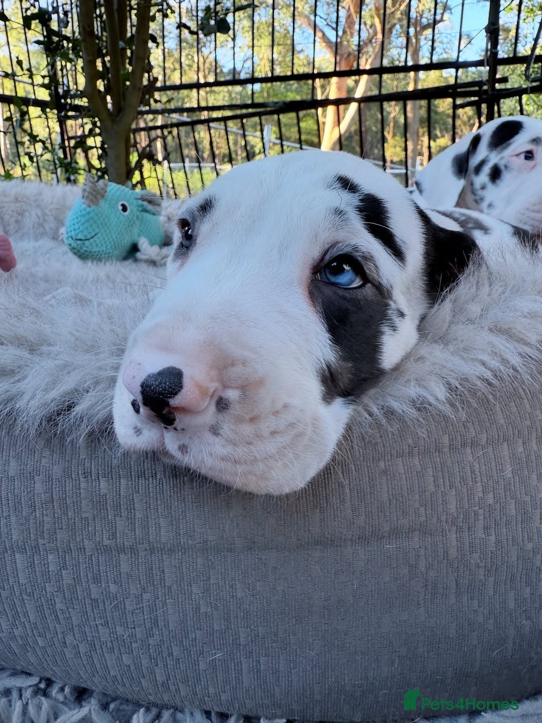 Great Dane dogs for sale: Great Danes Available–Gentle Giants in the Making - Advert 20