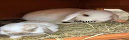 Mini Lop rabbits for sale: Beautiful mini lop rabbits for sale - Advert 4