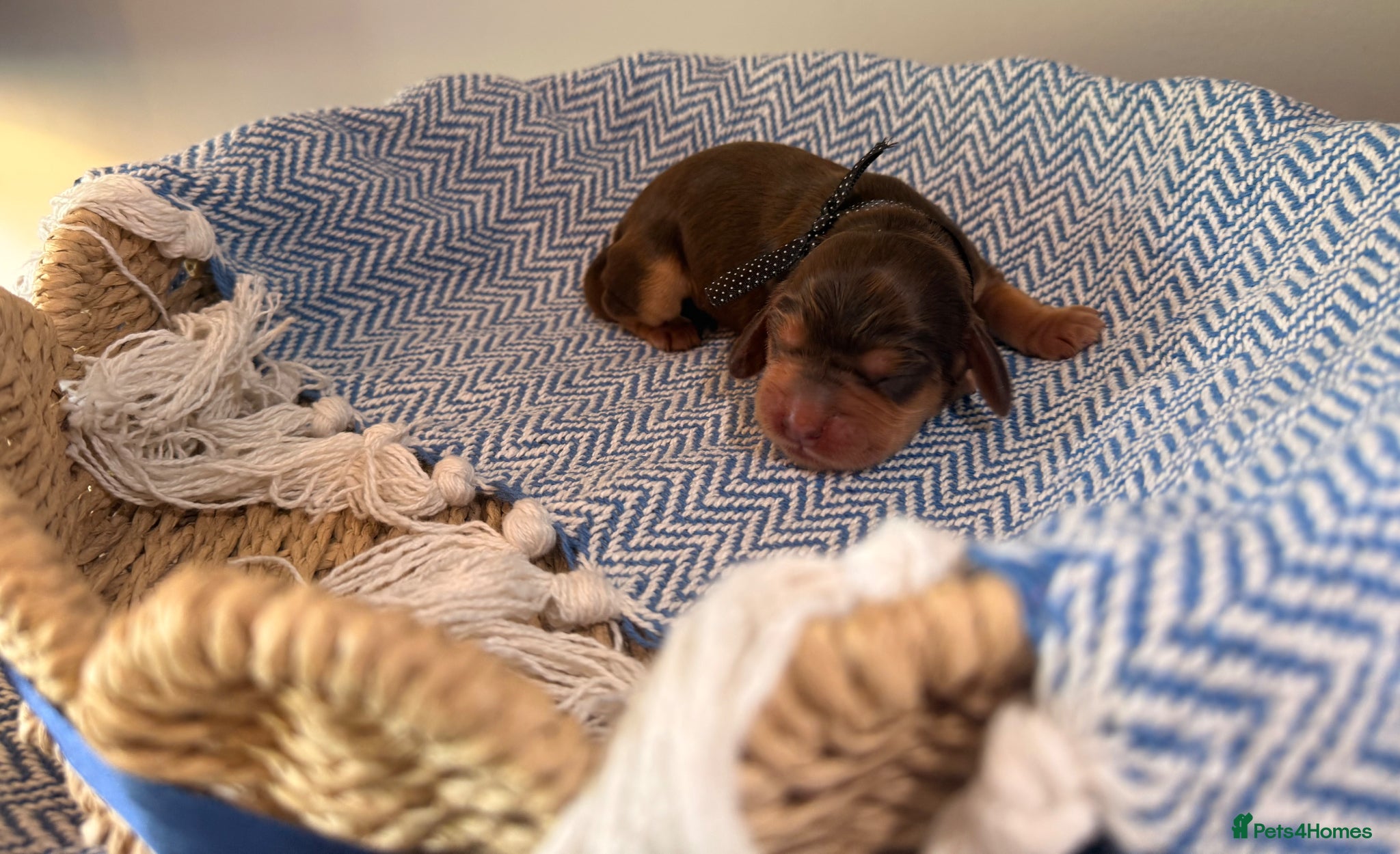 Cocker Spaniel dogs Outstanding KC registered Cocker Spaniel Puppies  - Advert 1