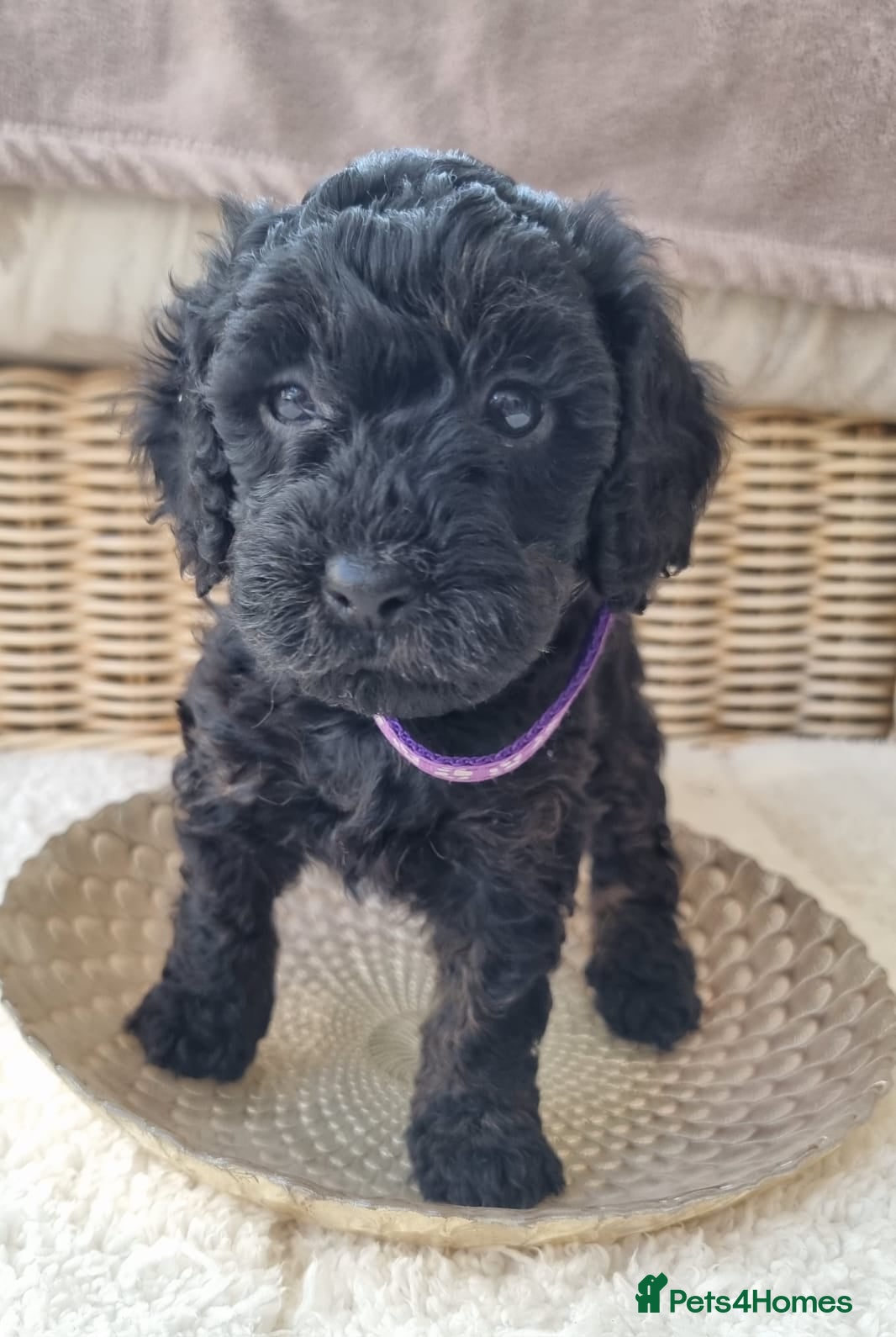 Cavapoochon dogs 7 Adorable Cavapoochon Puppies - Advert 2