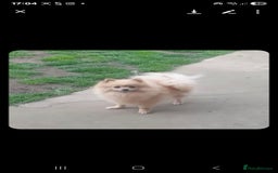 Pomeranian dogs for sale: 🐾 Adorable 7-Month-Old Pomeranian Girl – Lusy 🐾 - Image 12