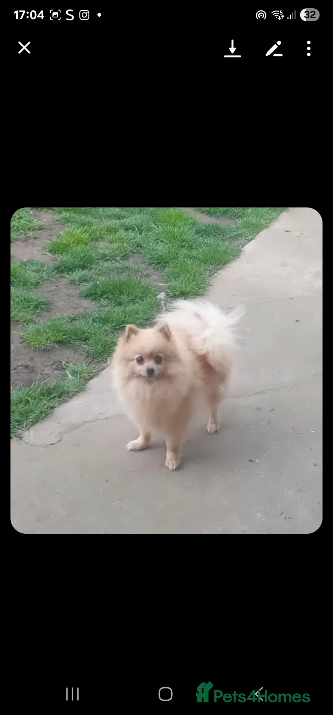 Pomeranian dogs for sale: 🐾 Adorable 7-Month-Old Pomeranian Girl – Lusy 🐾 - Image 12