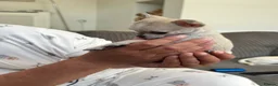 Chihuahua dogs for sale: Chihuahua Girl Ready NOW - Advert 13