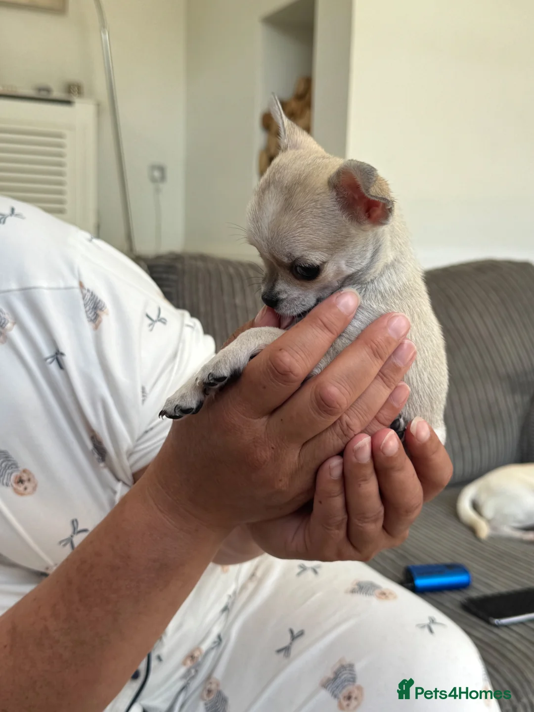 Chihuahua dogs for sale: Chihuahua Girl Ready NOW - Advert 13