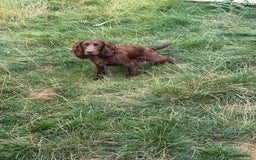 Cocker Spaniel dogs for sale: 8 beautiful working cocker spaniels  🏠  - Image 11
