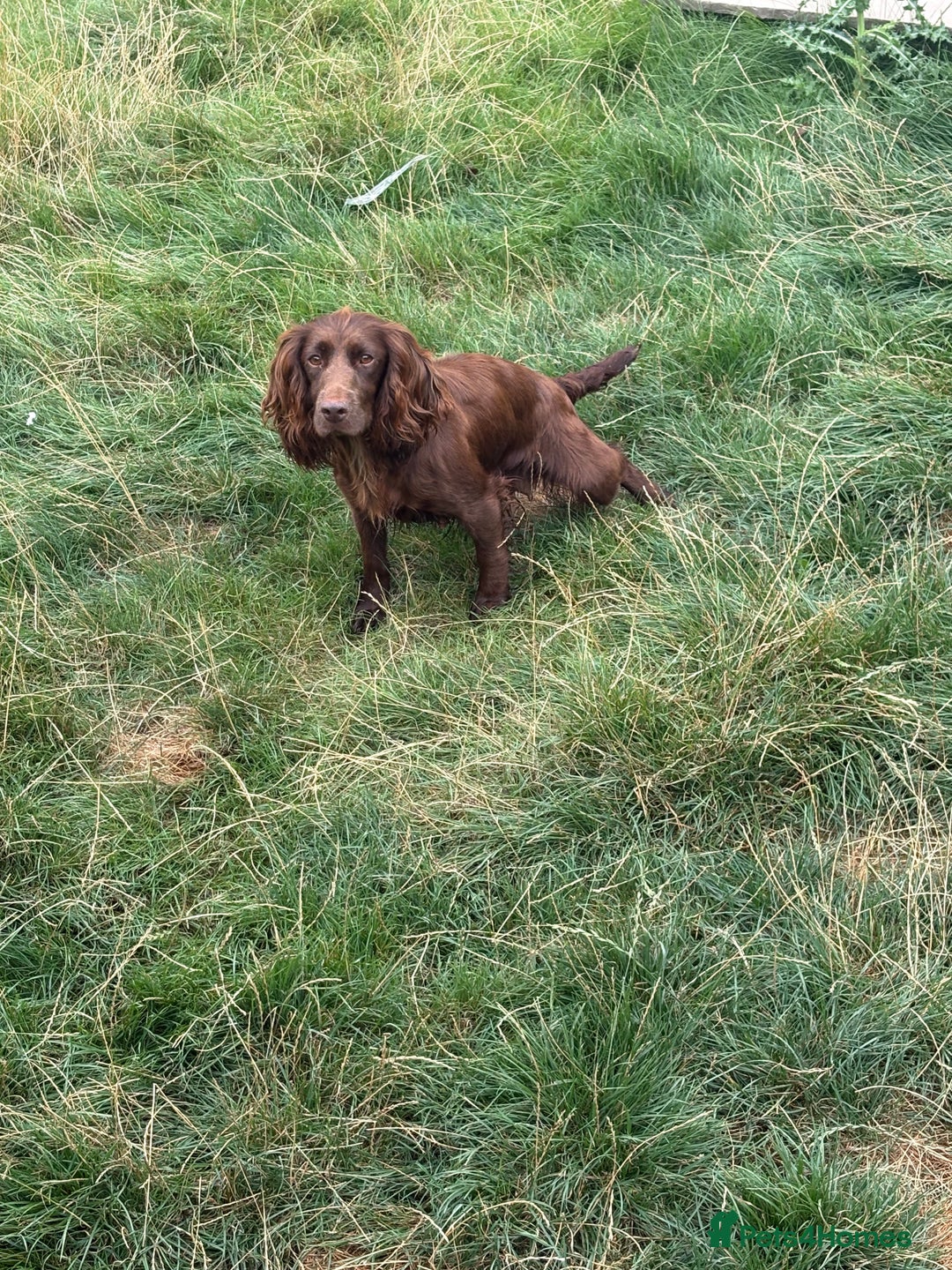 Cocker Spaniel dogs for sale: 8 beautiful working cocker spaniels  🏠  - Image 11