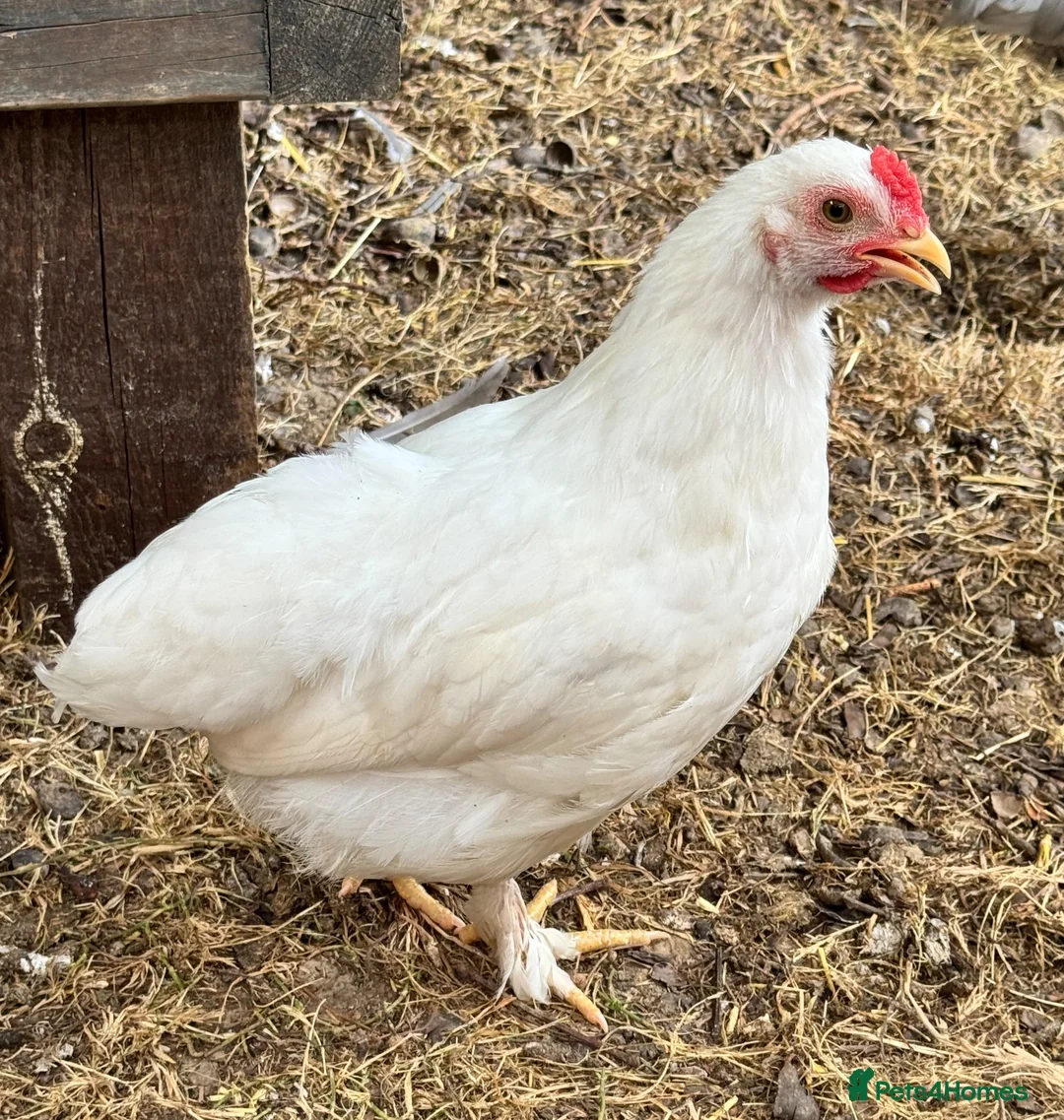 Chickens poultry for sale: Urgently looking for new homes in Uckfield - Advert 2