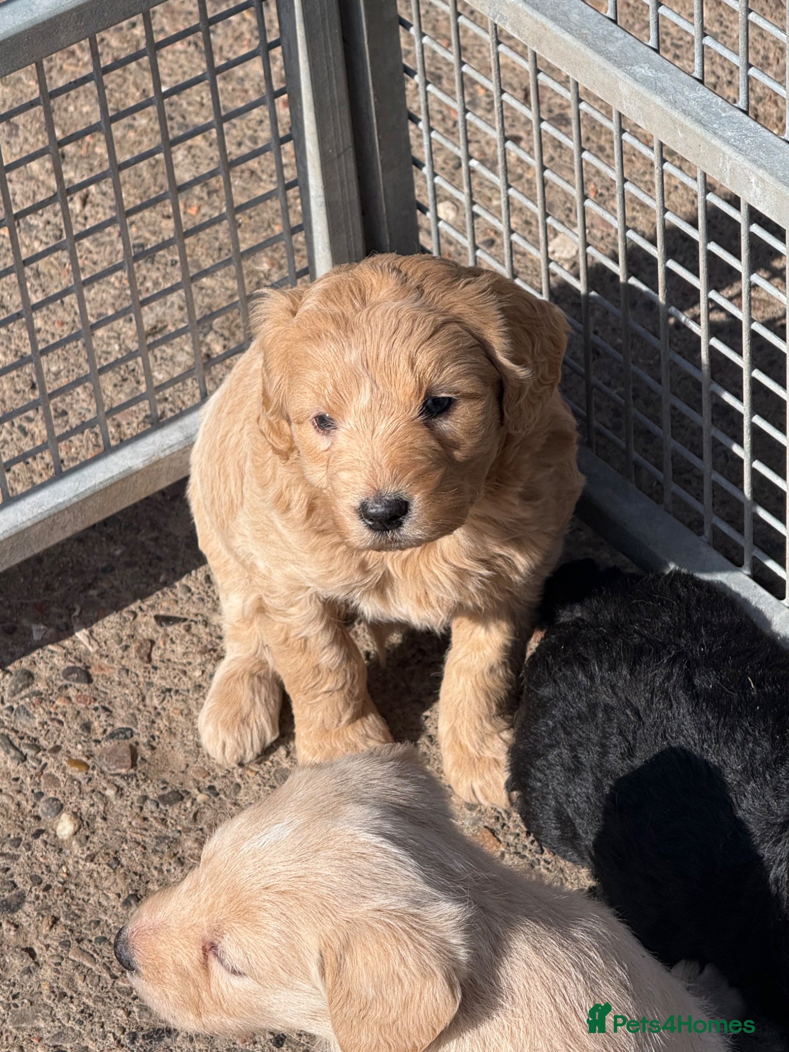 Labradoodle dogs Cracking F1 Labradoodles.  - Advert 7