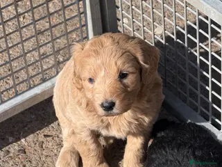 Labradoodle dogs Cracking F1 Labradoodles. - Advert 1