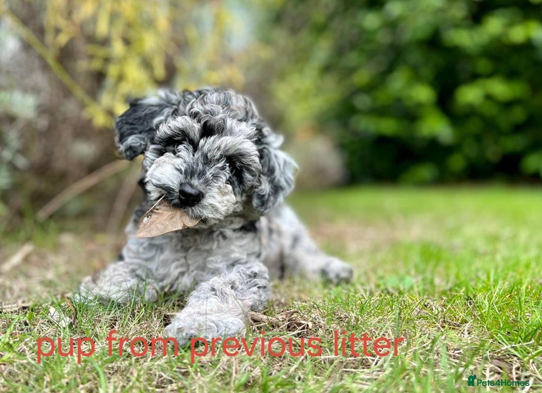Cavapoo dogs for sale: Cavapoo puppies extensive health tested - Advert 23