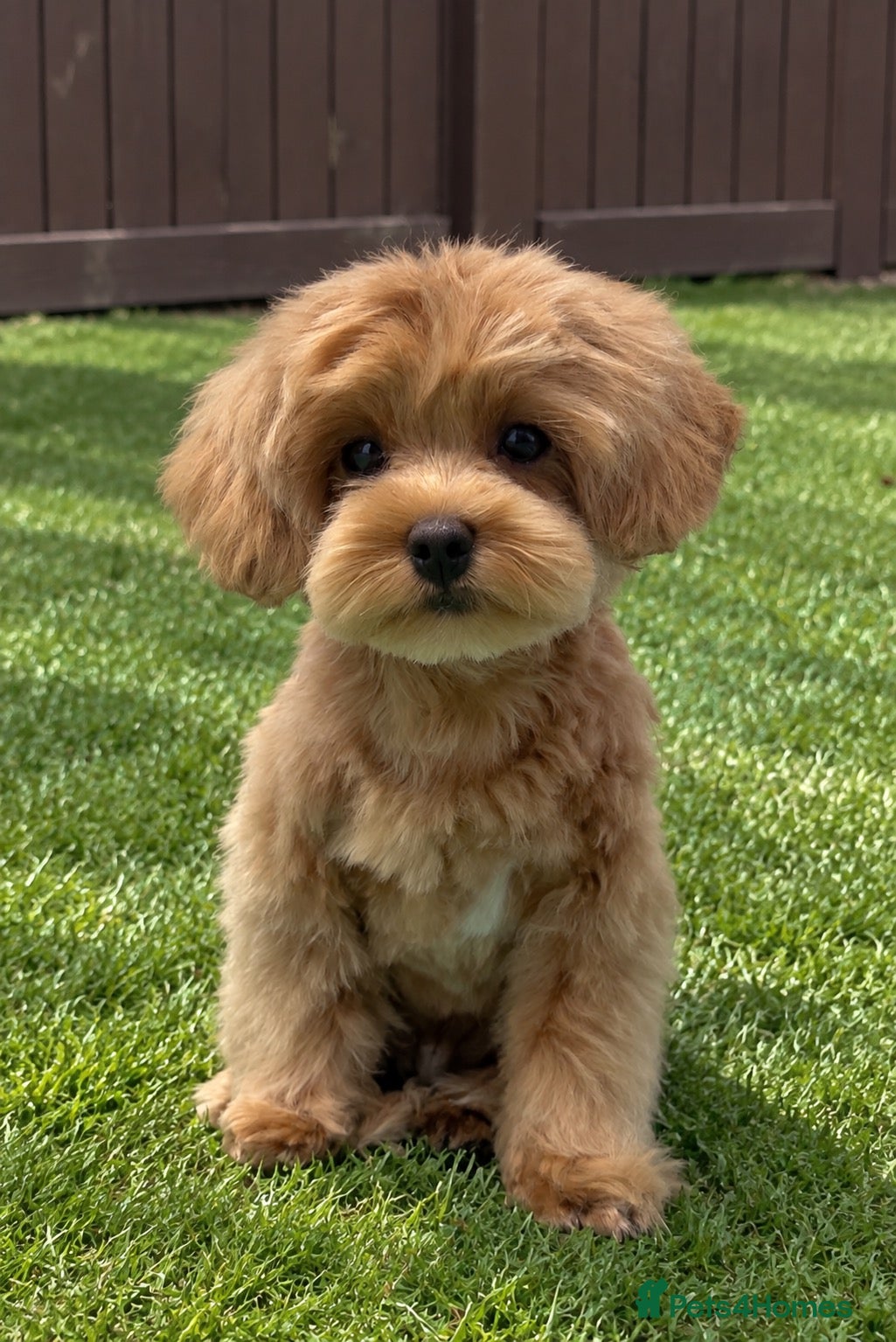 Maltipoo dogs Asian/Korean Maltipoo. DNA tested parents. - Advert 2