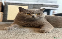 British Shorthair cats for sale: Champion Line British Shorthair Kittens - Image 33