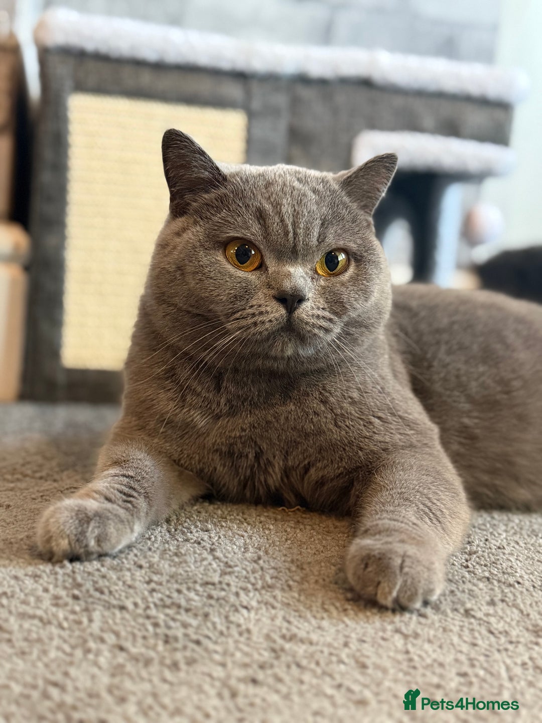 British Shorthair cats for sale: Champion Line British Shorthair Kittens - Image 33