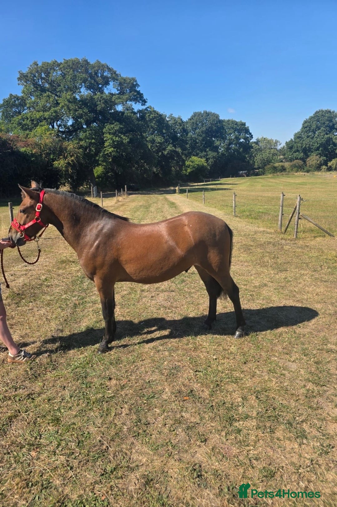 New Forest horses for sale: Rising 4 new forest gelding - Advert 7
