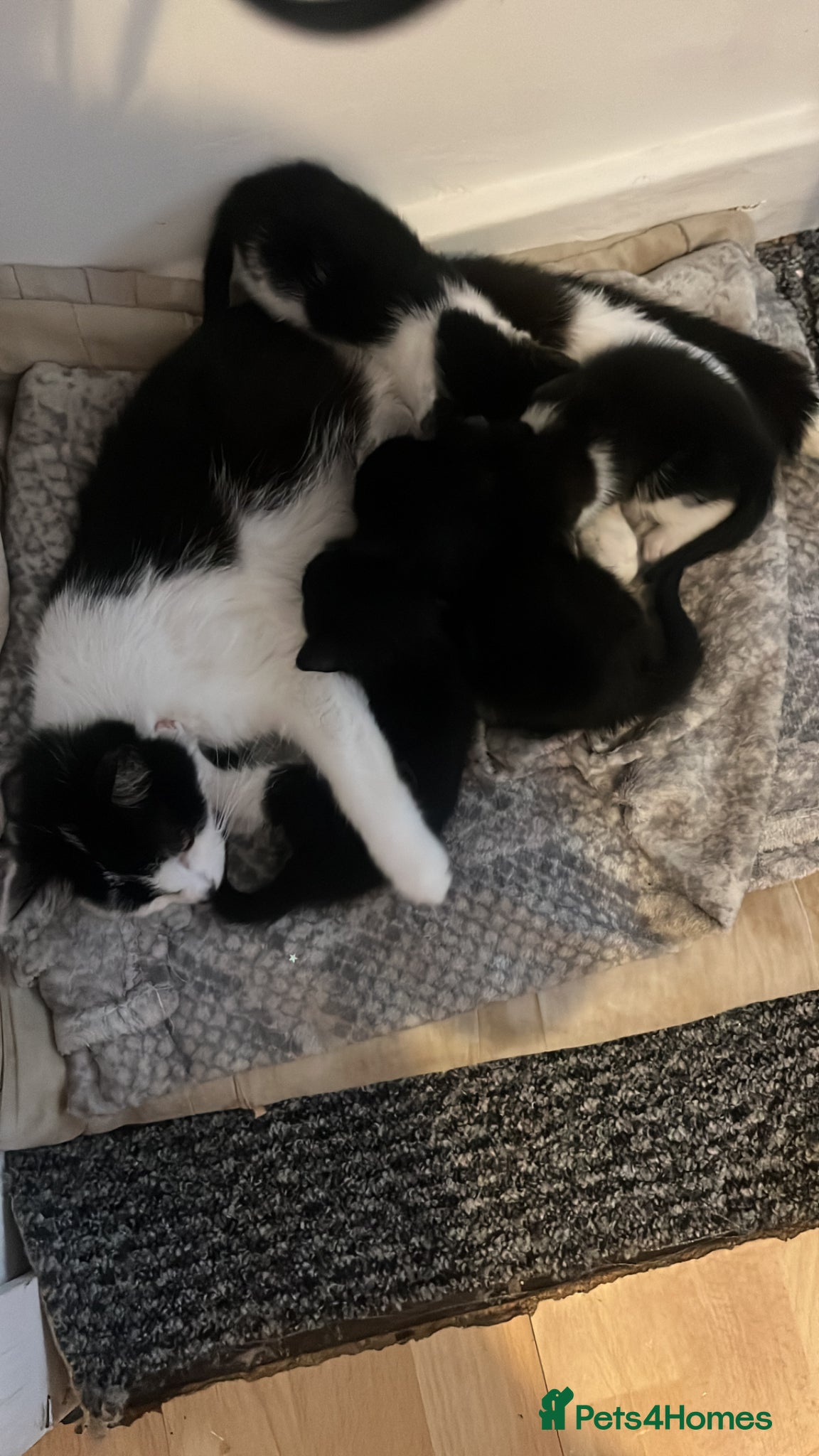 Mixed Breed cats for sale: Mixed breed  in Liverpool - Advert 1