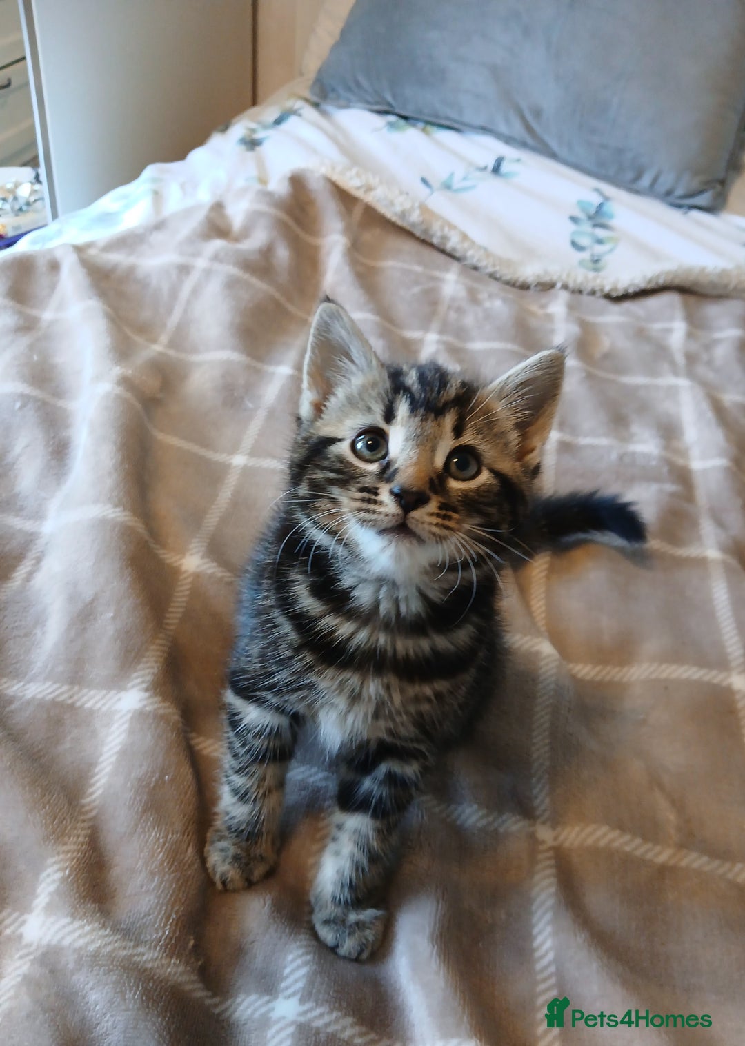 Mixed Breed cats for sale: 5 Kittens for a good home! - Image 3