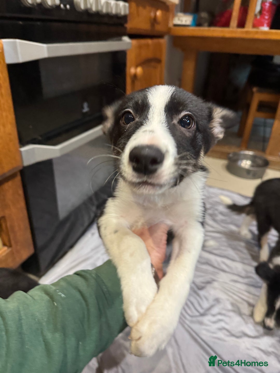 Border Collie dogs for sale: For sale 3 GILR border collie  - Advert 17