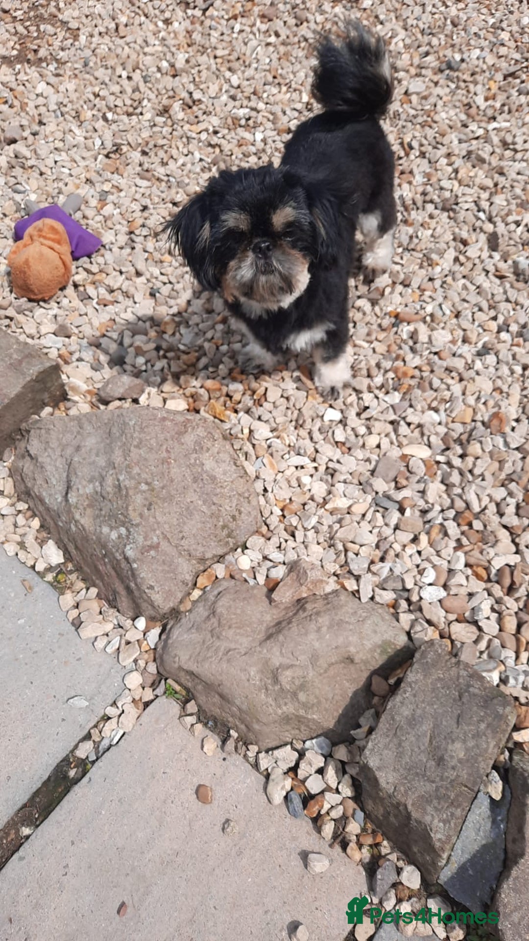 Shih Tzu dogs for sale: KC Registered Imp Shihtzu pups - Image 19