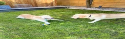 Labrador Retriever dogs for stud: Golden Labrador Retriever (4 years old)  in Ruislip - Advert 5
