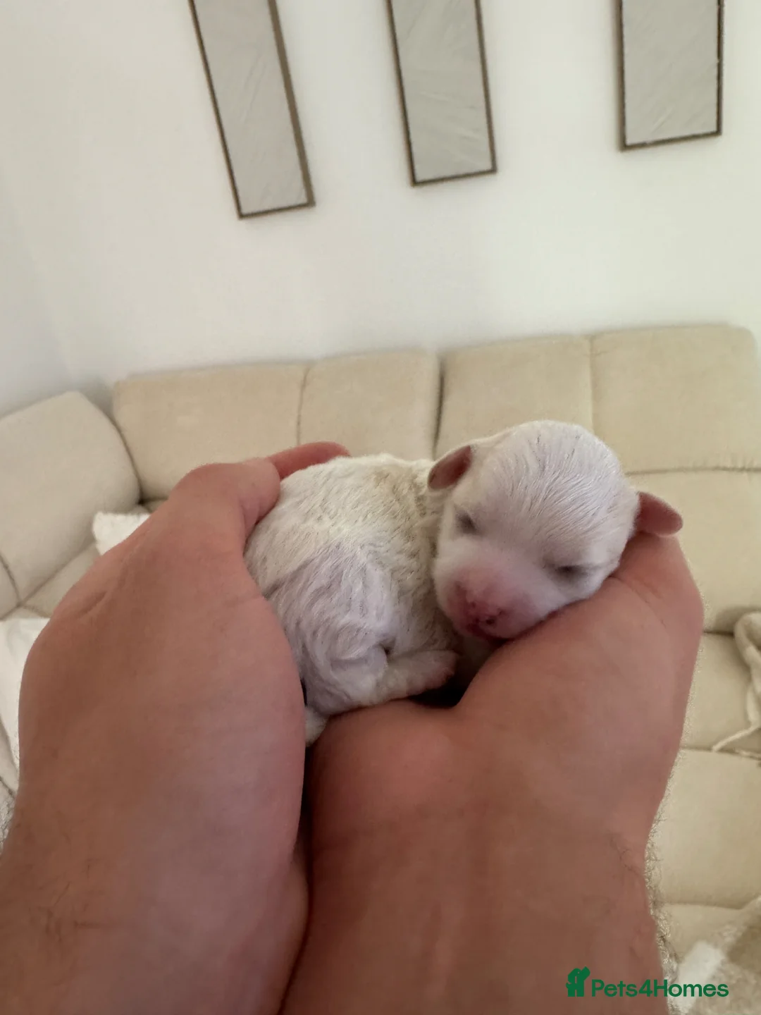 Maltipoo dogs for sale: Beautiful Maltipoo Puppies –Nela’s Final Litter 🐾 - Advert 6