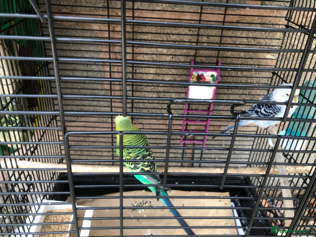 Budgerigars birds for sale: Two budgies  - Image 3