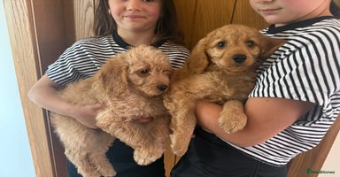 Labradoodle dogs - Advert 3