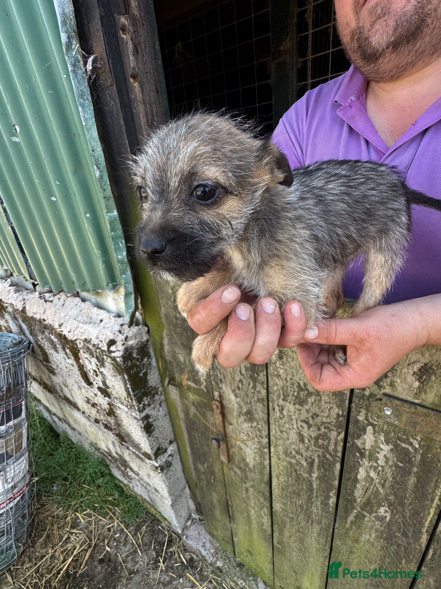 Mixed Breed dogs Jack Russel x Border Terrier Pups For sale - Advert 1