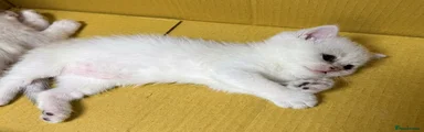 Scottish Fold 4
