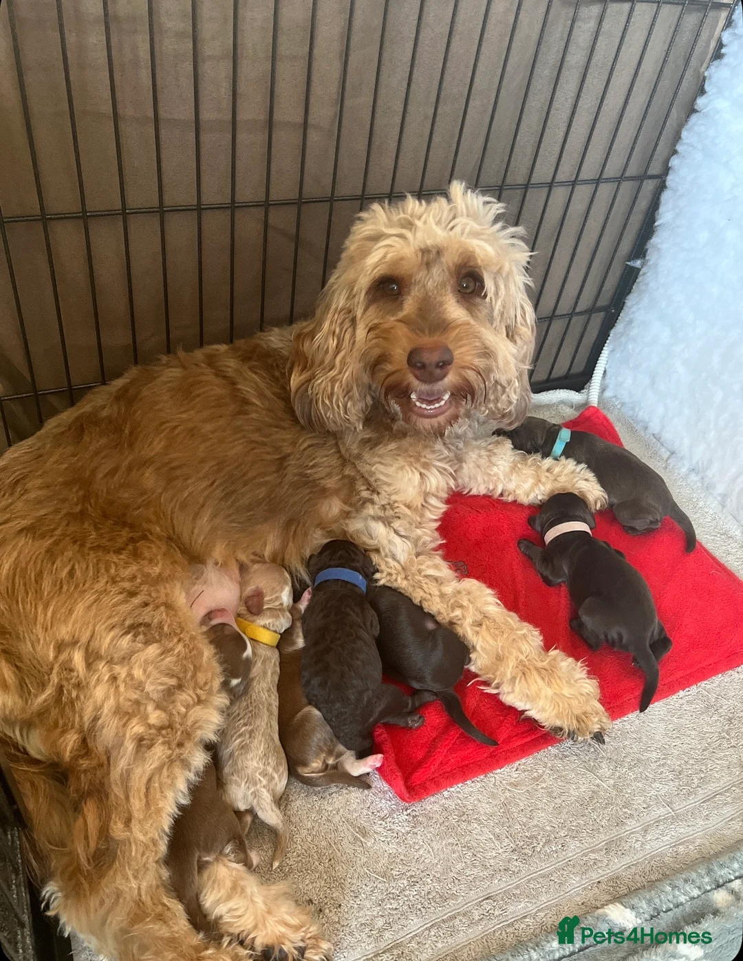 Cockapoo dogs for stud: 🧬F1 Red Proven Cockapoo Stud Extensive DNA Tested in Derby - Advert 4