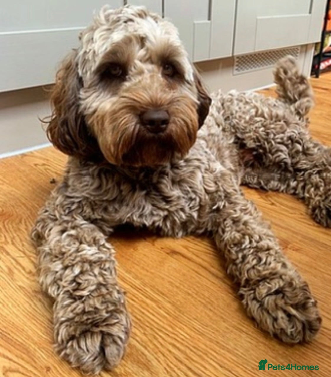 Australian Labradoodle dogs     🐾 Adorable Australian Labradoodle Puppies  - Advert 2