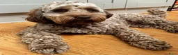 Australian Labradoodle dogs for sale:     🐾 Adorable Australian Labradoodle Puppies  - Advert 2