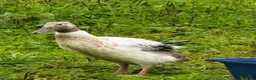 Ducks poultry for sale: Young drakes, Cherry Valley, Welsh Harlequin - Advert 3
