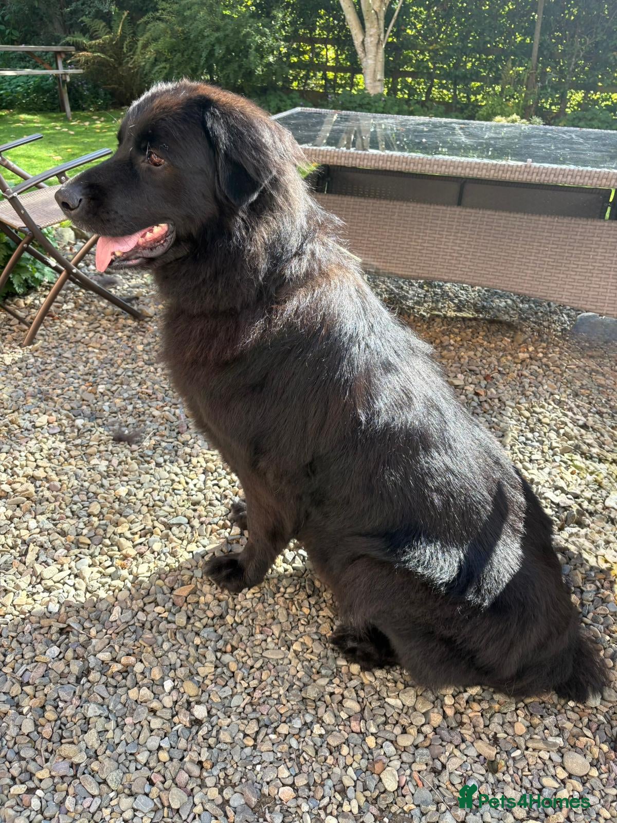 Mixed Breed dogs Newfoundland x 25% Great pyranees - Advert 1