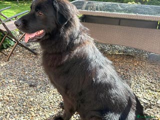 Mixed Breed dogs Newfoundland x 25% Great pyranees - Advert 1