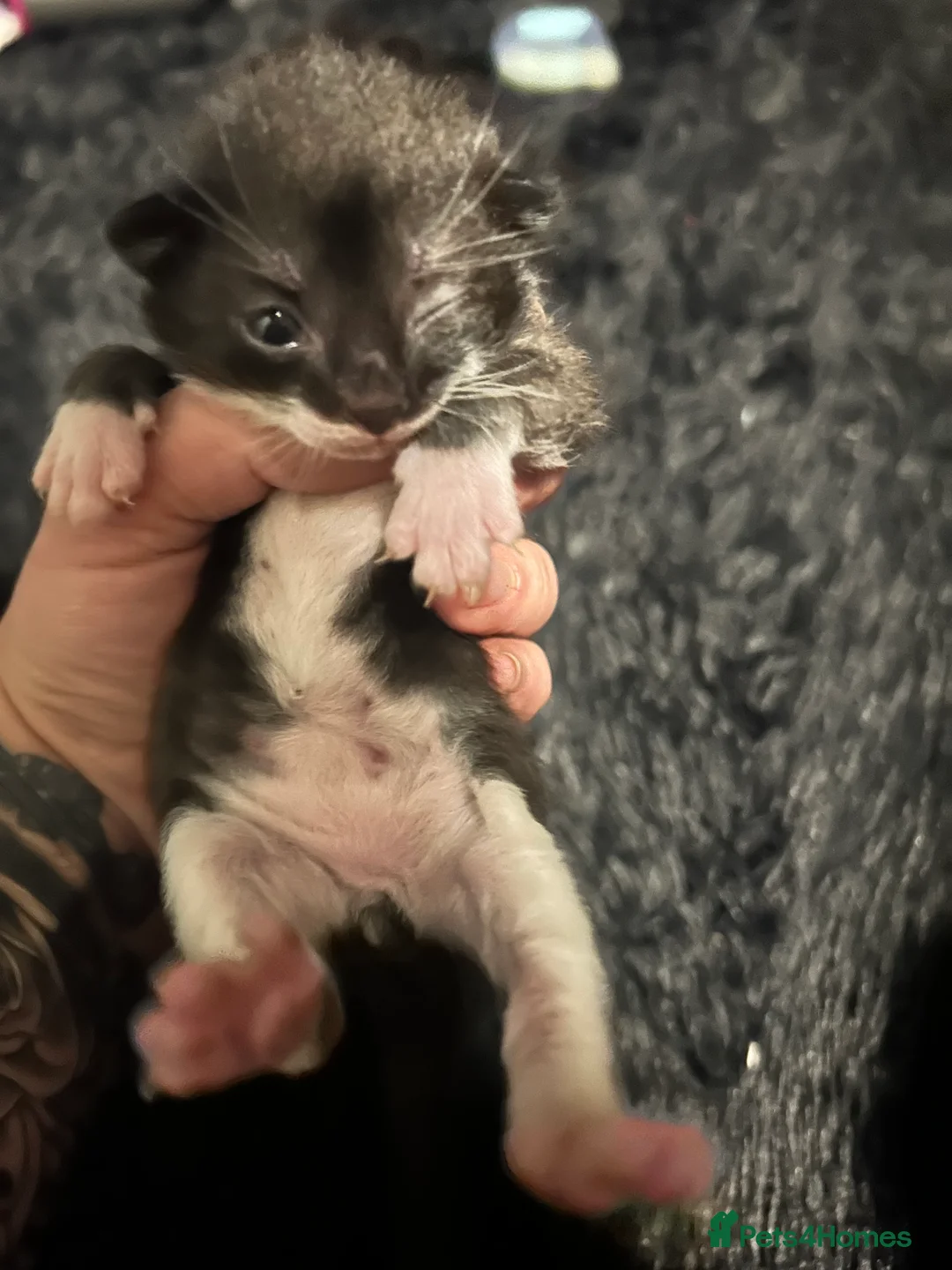 British Shorthair cats for sale: 3 black and white kittens  - Advert 5