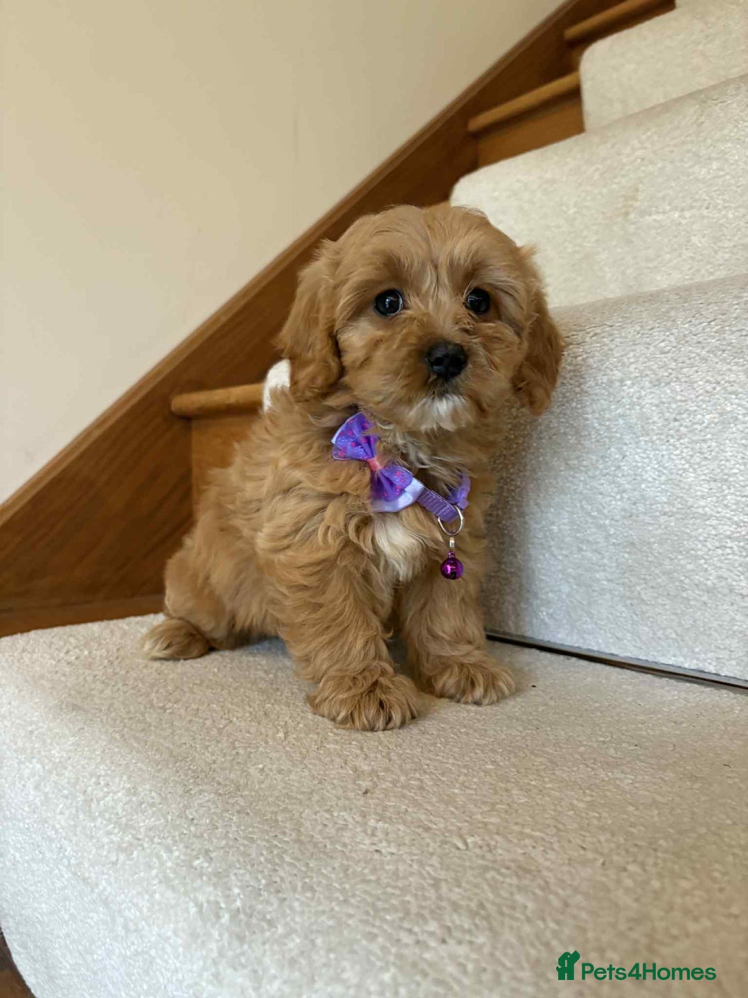 Cavapoo dogs for sale: Cavapoo puppy’s Extensively health tested parents - Image 6