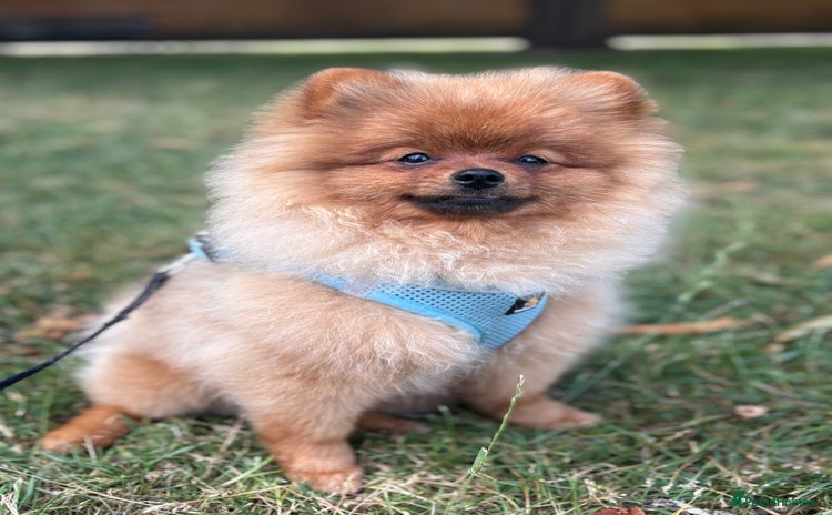 Pomeranian dogs - Advert 2