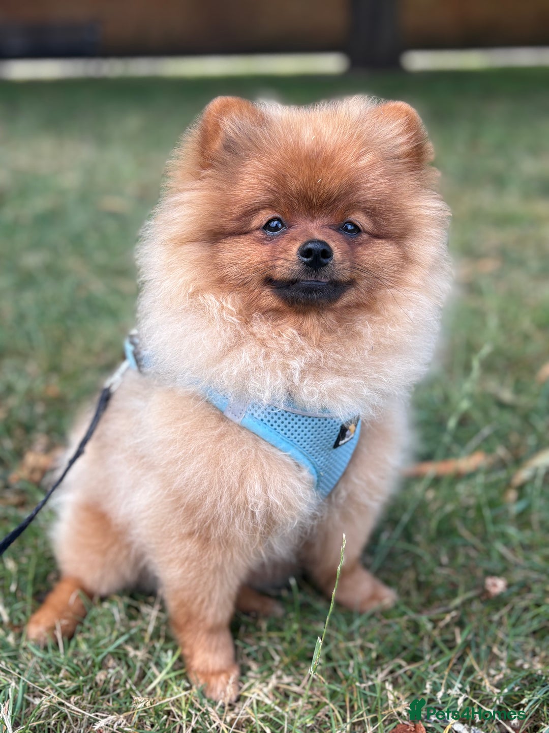 Pomeranian dogs for sale: 6 month old pomeranian  - Image 1